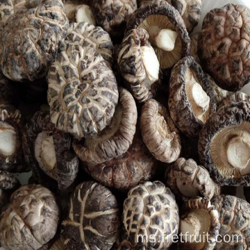 Cendawan shiitake kering berkualiti